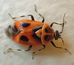 Red Smartweed Miridae thumbnail 4