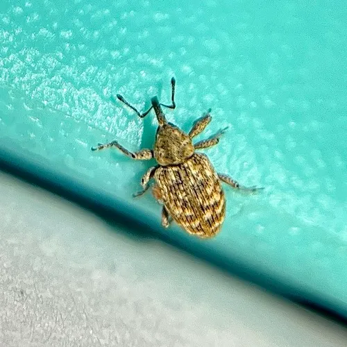 Smicronyx flavicans