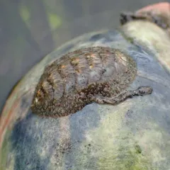 Woody Chiton thumbnail 2