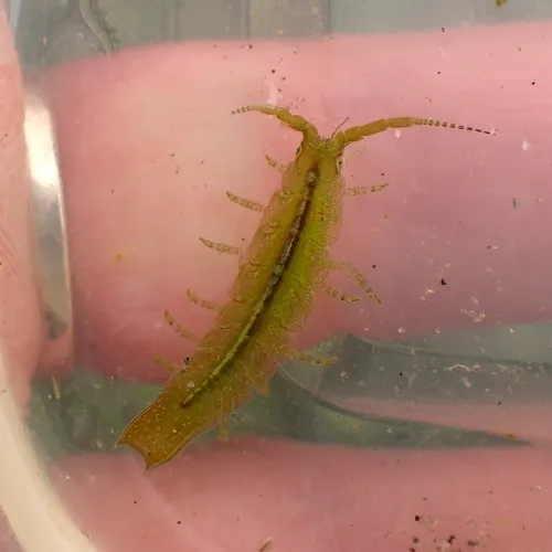 Eelgrass Isopod