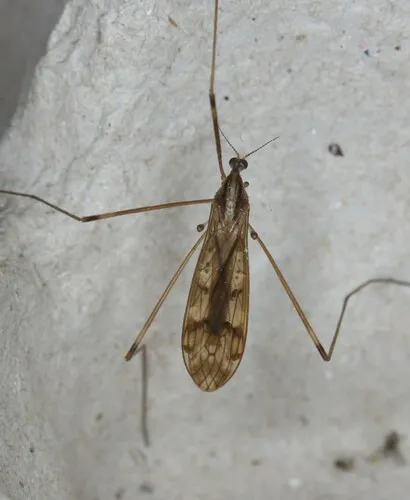 Metalimnobia solitaria