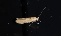 Common Cosmet thumbnail 3
