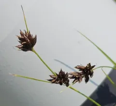 brownish beaked-rush thumbnail 4