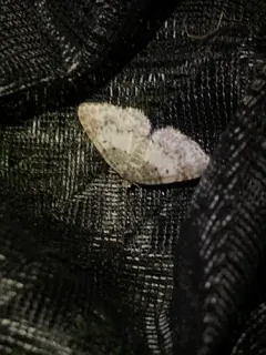 Light Carpet Moth thumbnail 4