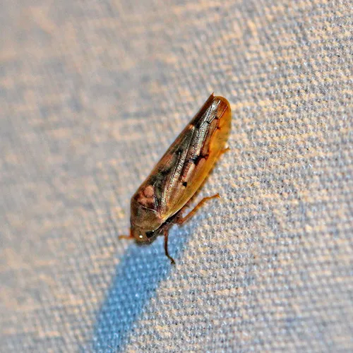 Ponana pectoralis