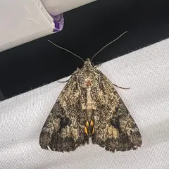 Little Nymph Underwing thumbnail 4