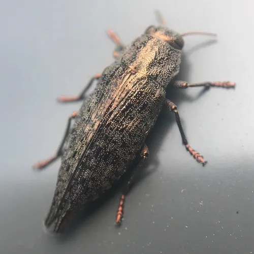 Flat-headed Hardwood Borer