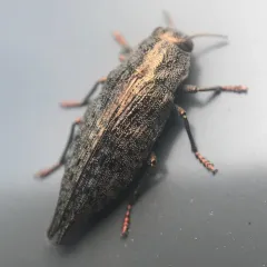 Flat-headed Hardwood Borer thumbnail 1