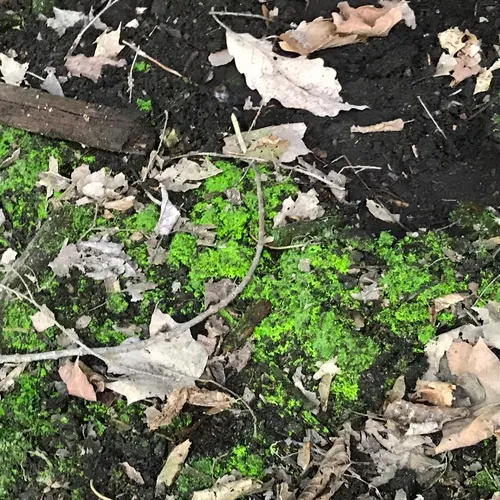 Luminous Moss