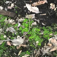 Luminous Moss thumbnail 1