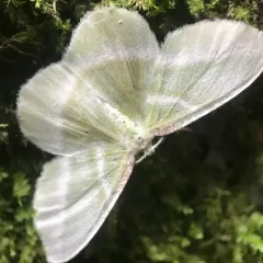 Showy Emerald thumbnail 3