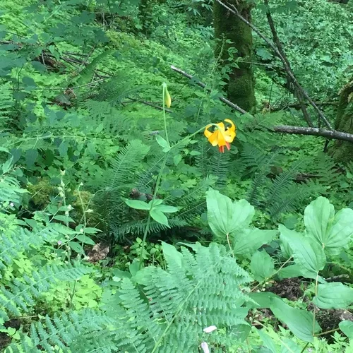 Columbia lily