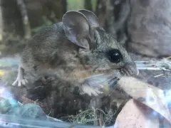Pinyon Deermouse thumbnail 2