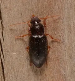 Ophonus puncticeps thumbnail 4