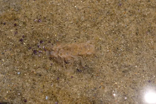 Nannosquilla grayi