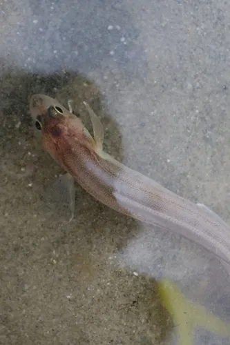 Striped Cusk-eel