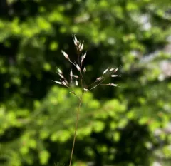 Silver Hairgrass thumbnail 3