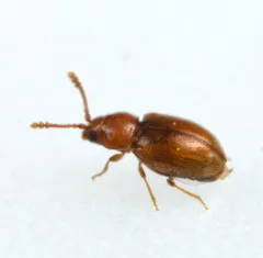 Atomaria lewisi thumbnail 1
