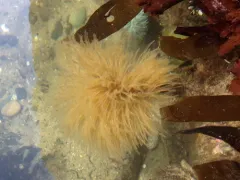 Giant Feather Duster Worm thumbnail 2
