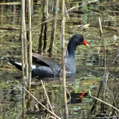 Common Gallinule thumbnail 2