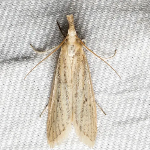 Coenochroa californiella