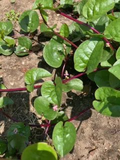 Malabar spinach thumbnail 2