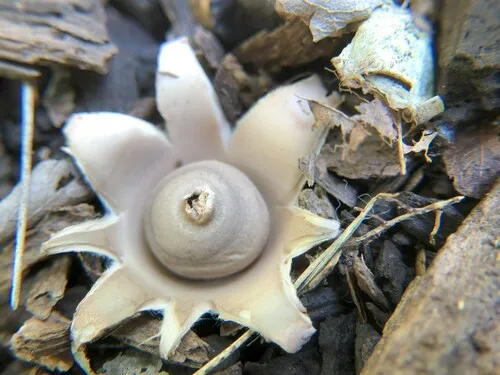 Geastrum velutinum