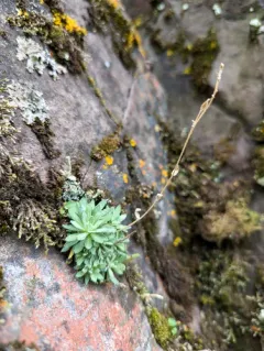 canescent draba thumbnail 3