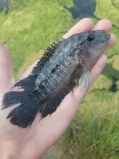 Jack Dempsey thumbnail 3
