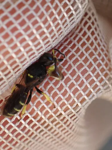 Crabro pleuralis