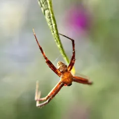 Heptagonal Orbweaver thumbnail 3