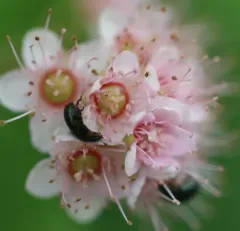 Common Pollen Beetle thumbnail 1