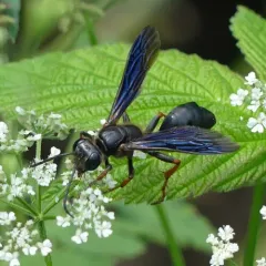 Brown-legged Grass-carrying Wasp thumbnail 3