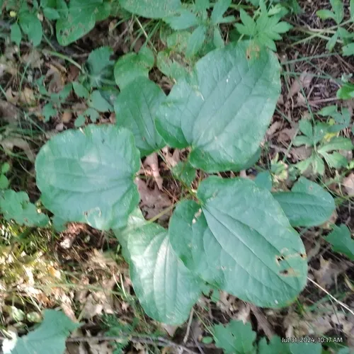 Upright Carrionflower