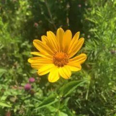 false sunflower thumbnail 2