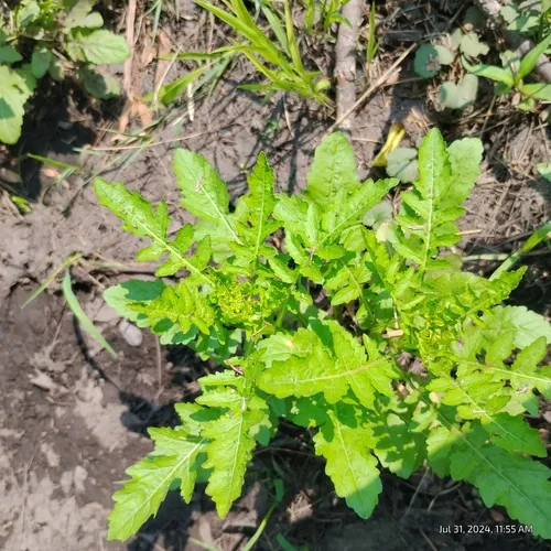 Bog Yellowcress
