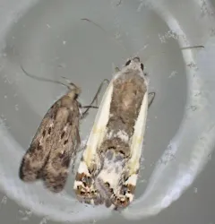 Narrow-winged Midget Moth thumbnail 2