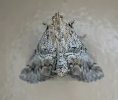 Toripalpus trabalis thumbnail 3