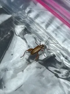 Well-armed pond lily beetle thumbnail 2