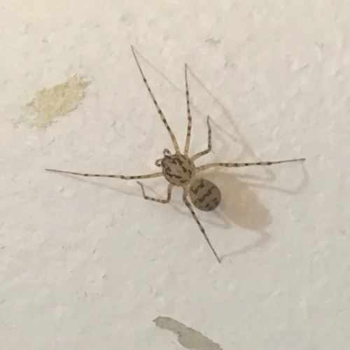 Common Spitting Spider