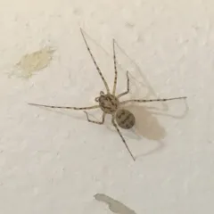Common Spitting Spider thumbnail 1