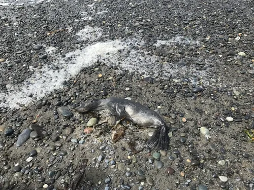 Guadalupe Fur Seal