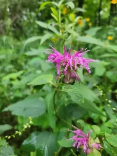 Purple Bergamot thumbnail 2