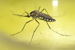 American rock pool mosquito thumbnail 3