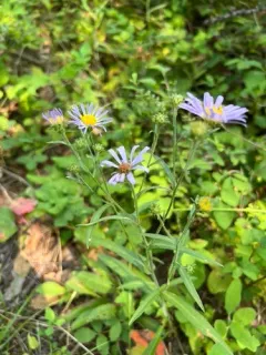 Henderson's aster thumbnail 3
