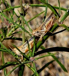 Devastating Grasshopper thumbnail 4