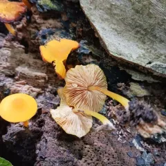 Yellow Deer Mushroom thumbnail 4