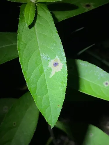 Pegomya carduorum