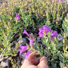Mountain Penstemon thumbnail 1
