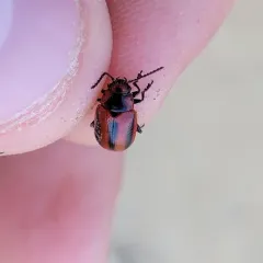 Red turnip beetle thumbnail 1